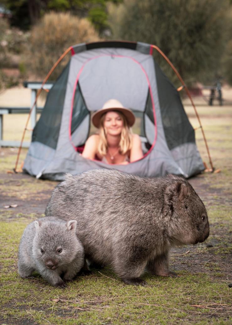 Seorang wanita mengagumi sepasang wombat di luar tendanya di Darlington, Maria Island National Park, Tasmania © Jamie Douros & Camille Helm 