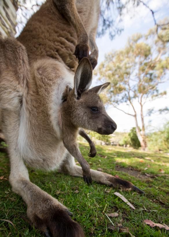 Bayi kanguru muncul dari kantung di Bonorong Wildlife Sanctuary, Brighton, Tasmania © Tourism Australia