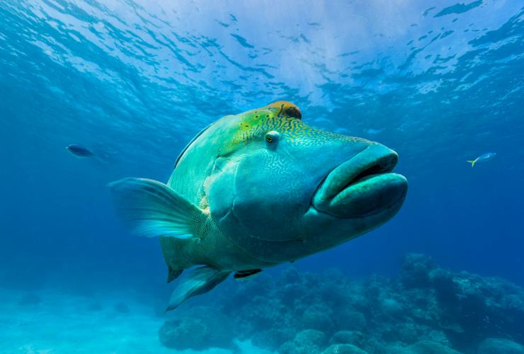 Maori wrasse di bawah air di Agincourt Reef, Great Barrier Reef, Queensland © Andrew Watson 