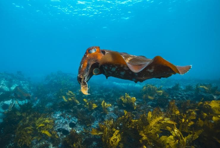 Cabbage Tree Bay Aquatic Reserve, Manly, NSW © Destination NSW