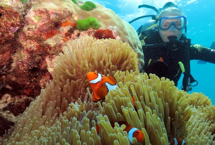 Seseorang menyelam skuba di dekat anemon dengan clownfish oranye selama tur bersama Poseidon Cruises, Agincourt Reef, Great Barrier Reef, Queensland © Quicksilver Group