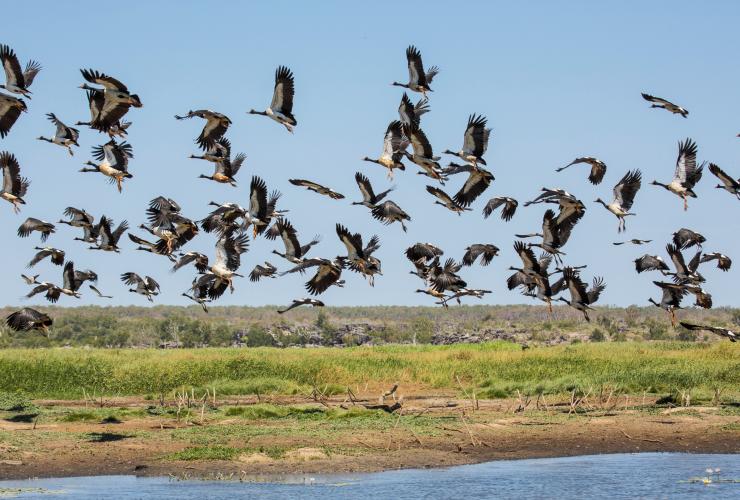 Sekawanan burung terbang di atas lahan basah di Bamurru Plains di Northern Territory © Lords Kakadu & Arnhem Land Safaris