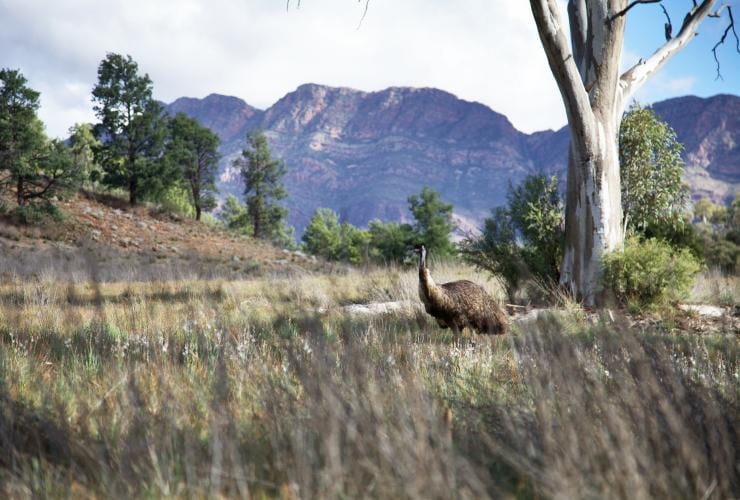 Emu berdiri di padang semak dengan latar belakang pegunungan di Arkaba, Flinders Ranges, South Australia © Richard Field 