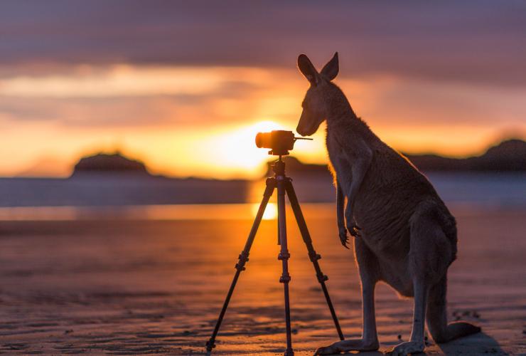 Kanguru mengamati kamera di tripod saat matahari terbenam di Cape Hillsborough National Park, Queensland © Matt Glastonbury/Tourism and Events Queensland