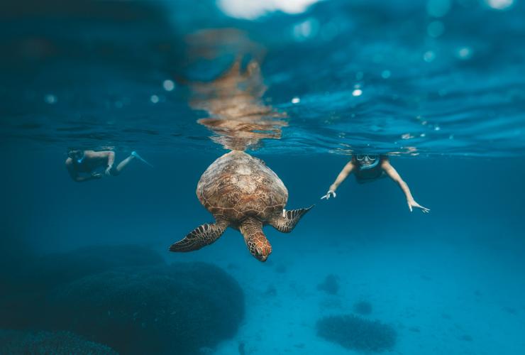 Orang bersnorkel sedang berenang di bawah air bersama penyu, Heron Island, Queensland © James Vodicka