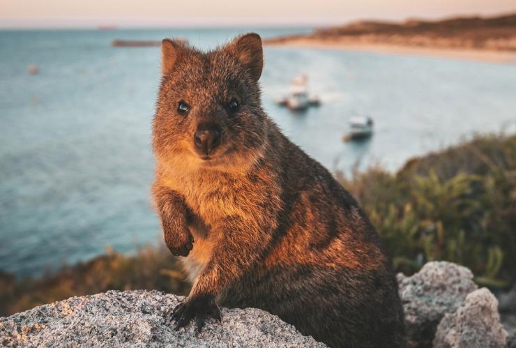 Quokka berdiri di atas batu dengan latar belakang samudra di Rottnest Island, Western Australia © James Vodicka 