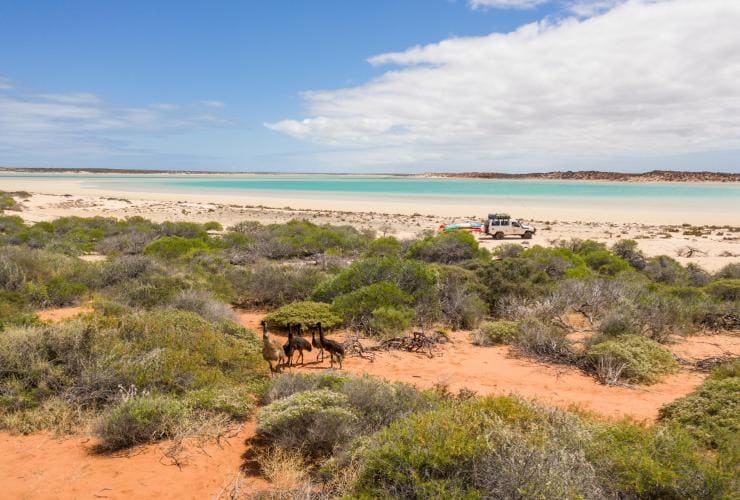 Sekelompok emu berdiri di antara padang semak dengan kendaraan 4WD di pantai di kejauhan dalam tur bersama Wula Gura Nyinda Eco Cultural Adventures, Coral Coast, Western Australia © James Fisher/Tourism Australia 