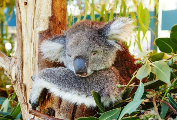 Seekor koala sedang tidur di pohon di Caversham Wildlife Park, Swan Valley, Western Australia © Western Australia