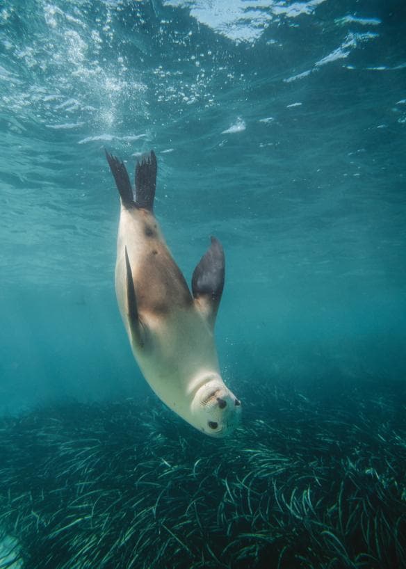 Seekor singa laut berenang terbalik sambil melihat ke kamera di Eyre Peninsula, South Australia © Charlie Conybeare