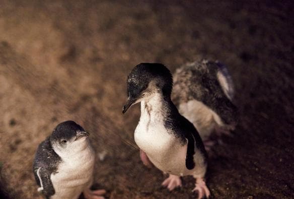 Foto close up penguin di Phillip Island, Victoria © Tourism Australia 