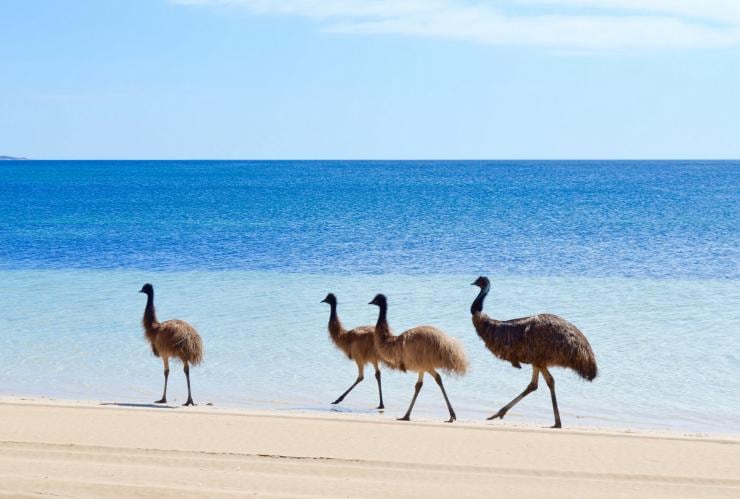 Sekelompok emu berjalan di sepanjang pantai di Coffin Bay National Park, Eyre Peninsula, South Australia © Emma Curran 