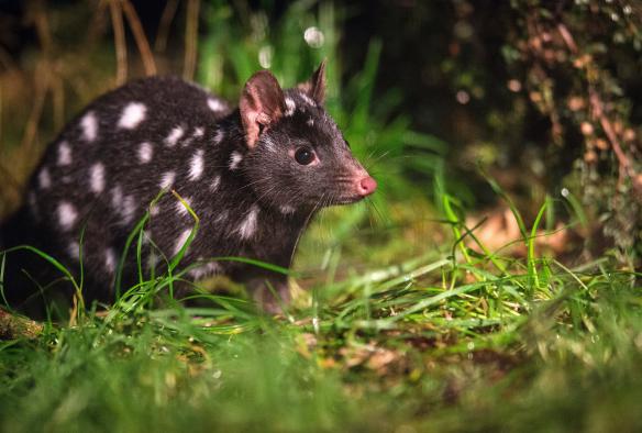 Spotted tailed quoll di Devils@Cradle, Cradle Mountain, Tasmania © Tourism Tasmania & Rob Burnett 