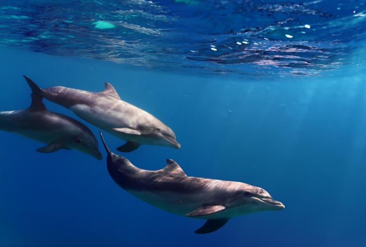 Tiga lumba-lumba berenang di bawah air, Moonraker Dolphin Swims, Mornington Peninsula, Victoria © Visit Victoria
