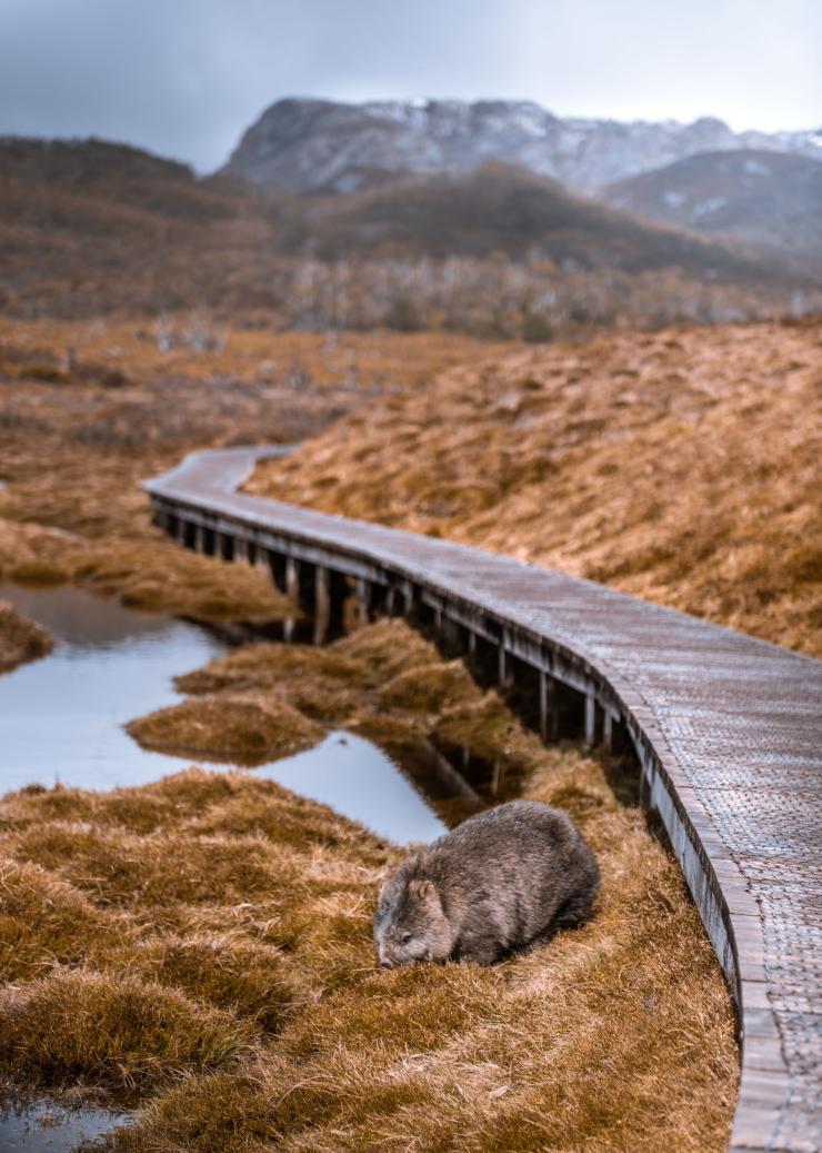 Wombat memakan rumput di samping jalan setapak Overland Track, Cradle Mountain, Tasmania © Jess Bonde 