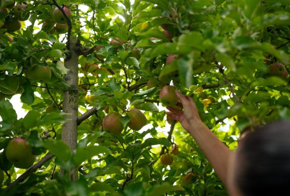 Una mano che coglie una mela da un albero, Lenswood Pick Your Own, Lenswood, South Australia © South Australian Tourism Commission