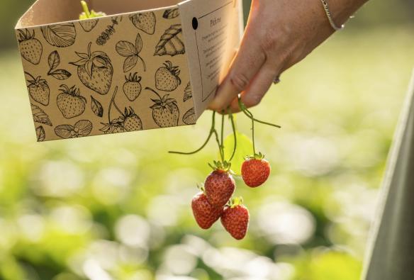 Un cestino di fragole, Beerenberg Farm, Hahndorf, South Australia © Tourism Australia