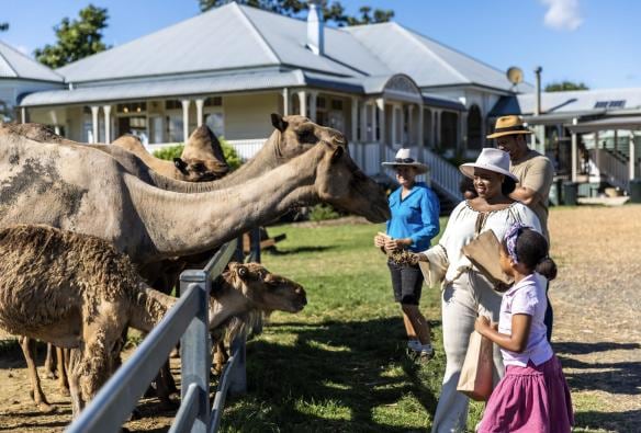 Famiglia che dà da mangiare ai dromedari insieme a un membro dello staff, Summer Land Camels, Harrisville, Queensland © Tourism Australia