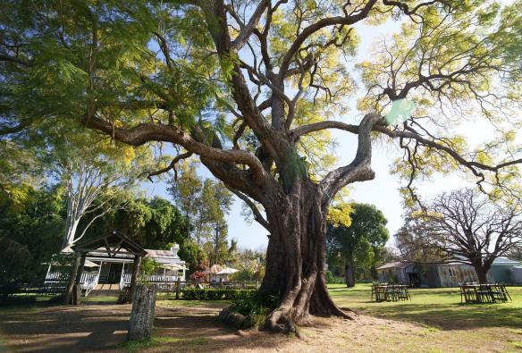 Un grande albero di jacaranda sopra una casa colonica, Scenic Rim Farm Shop and Cafe, Kalbar, Queensland © Tourism Australia