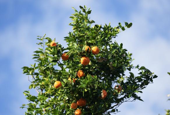 Un arancio si staglia sul cielo azzurro, Scenic Rim Farm Shop and Cafe, Kalbar, Queensland © Tourism Australia