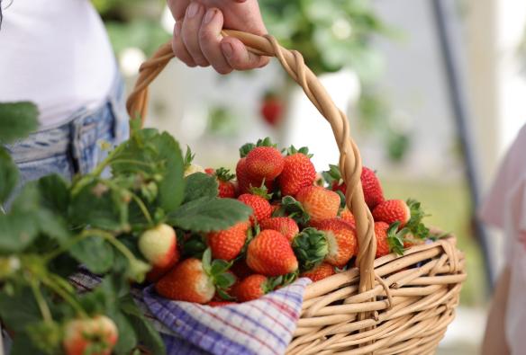 Primo piano di un cesto di vimini pieno di bellissime fragole mature appena raccolte, Ricardoes Tomatoes & Strawberries, Barrington Coast, New South Wales © Tourism Australia