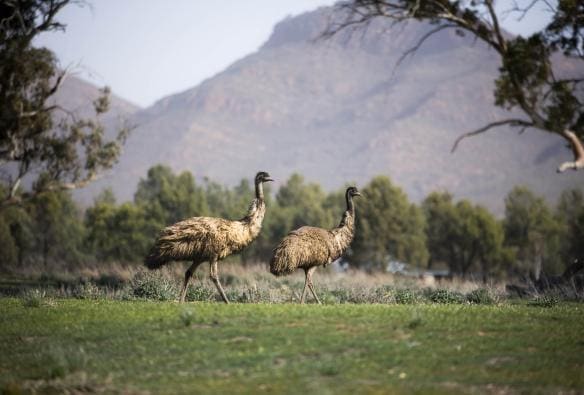 Wilpena Pound Resort, Flinders Ranges, South Australia © Tourism Australia