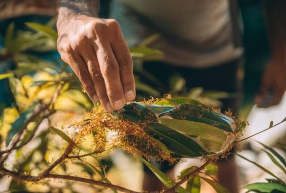 Una mano rivolta verso una pianta ricoperta di formiche verdi durante un tour con Walkabout Cultural Adventures, Daintree Rainforest, Tropical North Queensland, Queensland © Tourism Tropical North Queensland