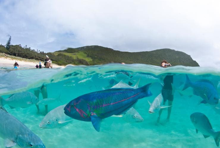 Persone che danno da mangiare ai pesci, Capella Lodge, Lord Howe Island, New South Wales © Baillie Lodges