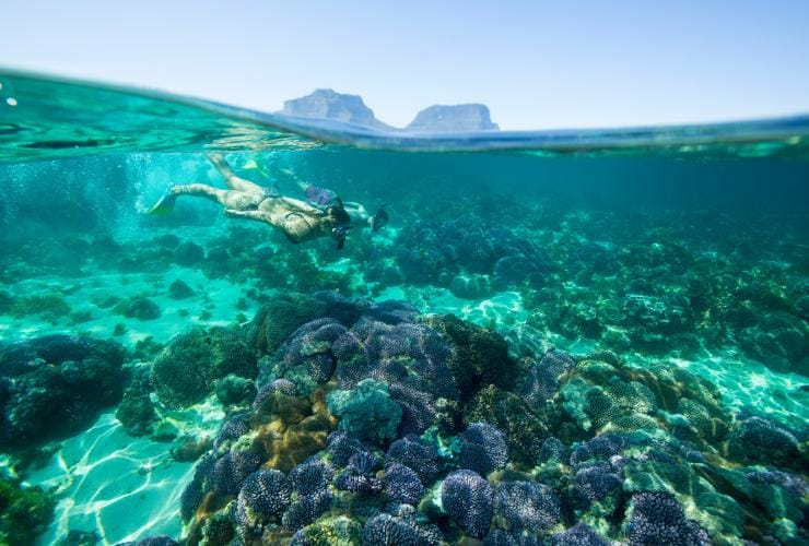 Snorkeling, Lord Howe Island, New South Wales © Trevor King/Destination NSW