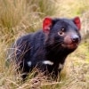 Diavolo della Tasmania nell'erba al Cradle Mountain National Park in Tasmania © Tourism Tasmania