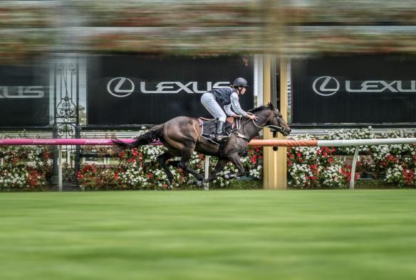 Lexus Melbourne Cup, Melbourne, Victoria © Victoria Racing Club