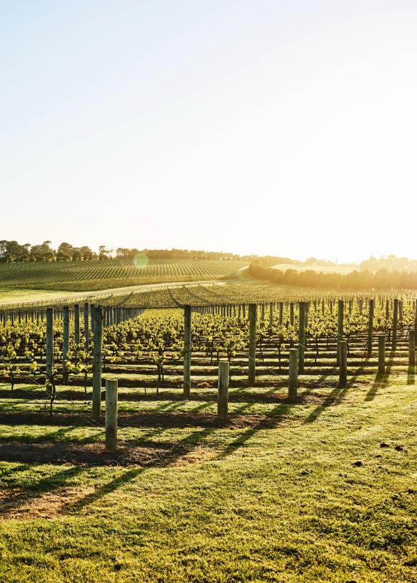 Vigneti di Pt. Leo Estate, Mornington Peninsula, Victoria © Anson Smart