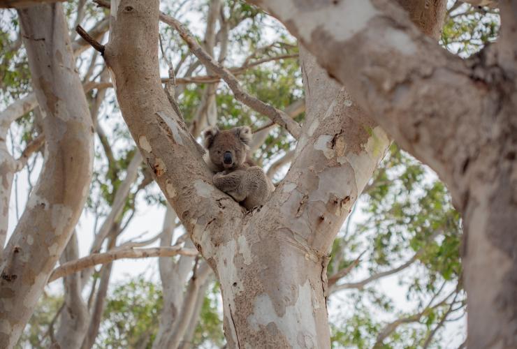 Kangaroo Island Wildlife Park, Kangaroo Island, South Australia © Alana Jayne Elgazzar