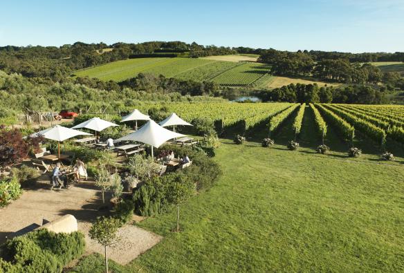 Vista aerea di Montalto Vineyard and Olive Grove, Mornington Peninsula, Victoria © Tourism Victoria