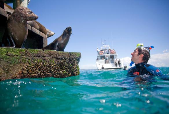 Moonraker Dolphin Swim, Mornington Peninsula, Victoria © Visit Victoria