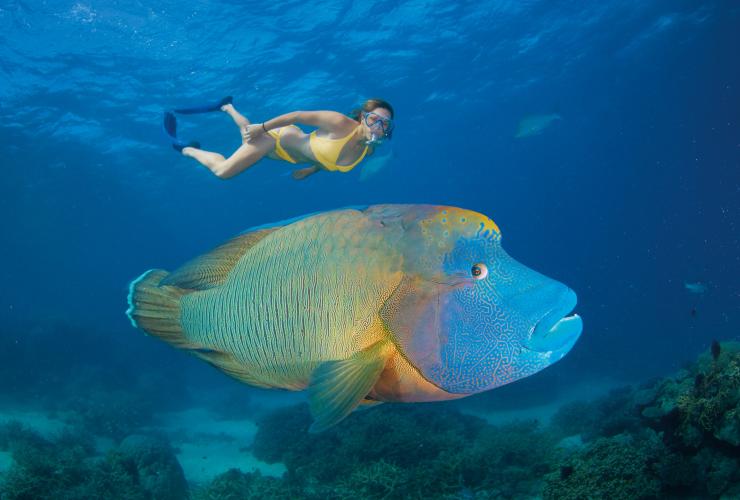 Pesce napoleone, Turtle Bay, Agincourt Reef, Grande Barriera Corallina, Queensland © Tourism and Events Queensland