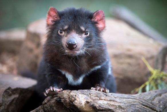 Diavolo della Tasmania a Bonorong Wildlife Park, Brighton, Tasmania © Tourism Tasmania &amp; Rob Burnett