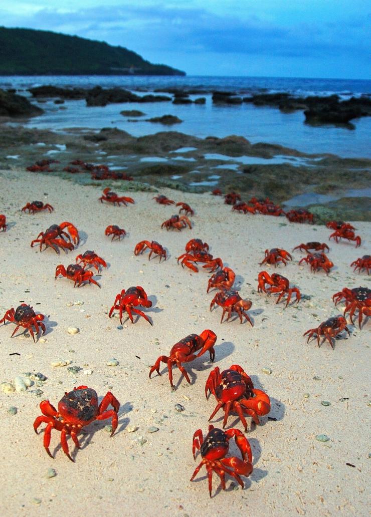 Decine di granchi rossi camminano lungo la spiaggia a Christmas Island, Western Australia © Justin Gilligan