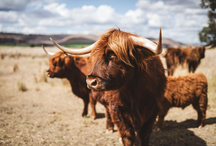Bestiame presso la Curringa Farm, Hamilton, Tasmania © Stu Gibson