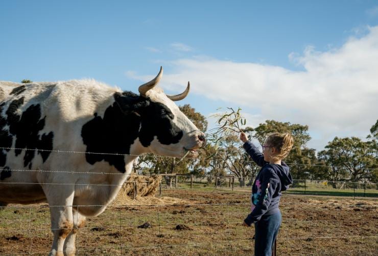 Una bambina che dà da mangiare a una mucca all'Hummocks Station, Clare Valley, South Australia © South Australian Tourism Commission
