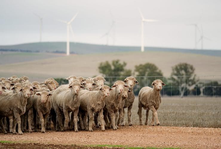 Un gregge di pecore all'Hummocks Station, Clare Valley, South Australia © South Australian Tourism Commission 