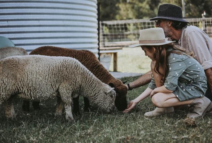 Padre e figlia che danno da mangiare alle pecore al Sixty6 Acres, Sunshine Coast, Queensland © Sixty6 Acres