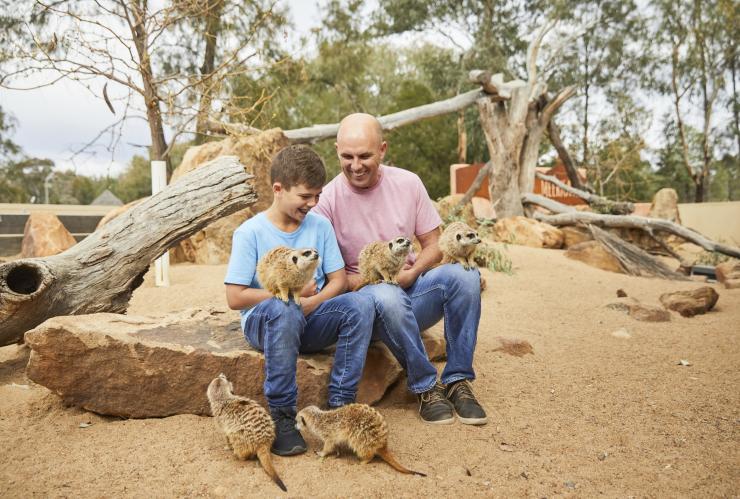 Padre e figlio che giocano con dei suricati al Taronga Western Plains Zoo, Dubbo, New South Wales © Destination NSW 