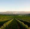 Bulong Estate Winery, Yarra Valley, Victoria © Tourism Victoria