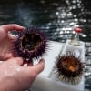 Urchin, Tasmania © Tourism Australia