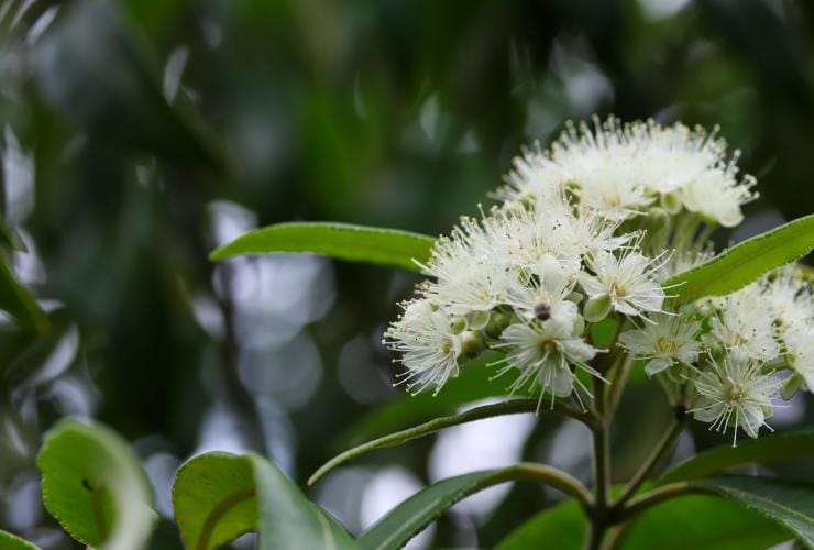 Primo piano di fiori bianchi su un albero di lemon myrtle alla luce naturale, Queensland © iStock/miwa_in_oz