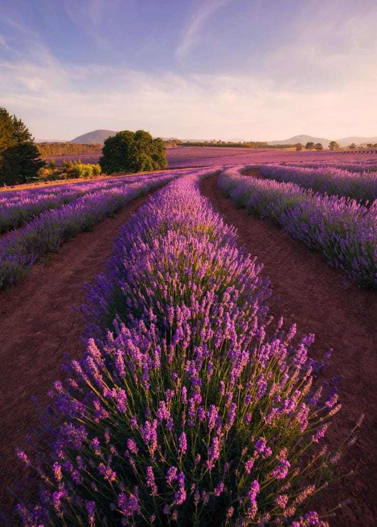 Filari di lavanda viola al Bridestowe Lavender Estate, Nabowla, Tasmania © Tourism Australia