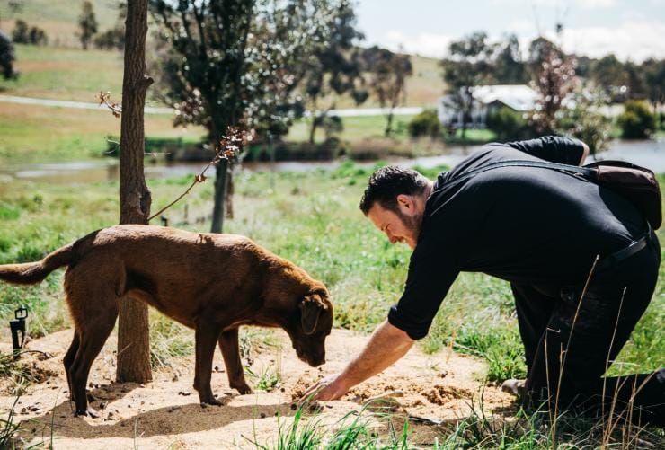 Un uomo e un cane in cerca di tartufi alla The Truffle Farm, Canberra, Australian Capital Territory © Lean Timms 