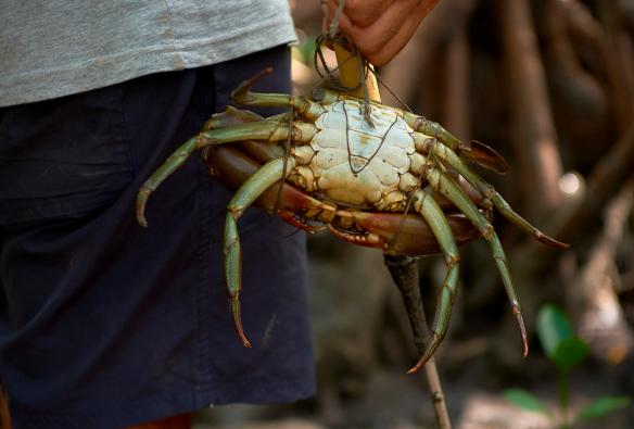 Una persona in piedi tra gli alberi, con in mano un grande granchio del fango durante un tour con Walkabout Cultural Adventures, Daintree Rainforest, Queensland © Tourism and Events Queensland