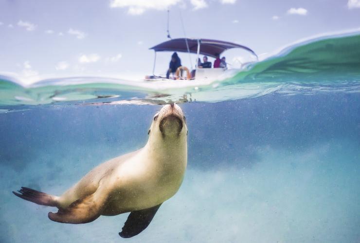 Un leone marino sulla superficie dell’oceano con una barca sullo sfondo, Eyre Peninsula, South Australia © South Australian Tourism Commission