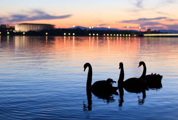 Tre cigni neri che nuotano nel Lake Burley Griffin, Canberra, Australian Capital Territory © VisitCanberra